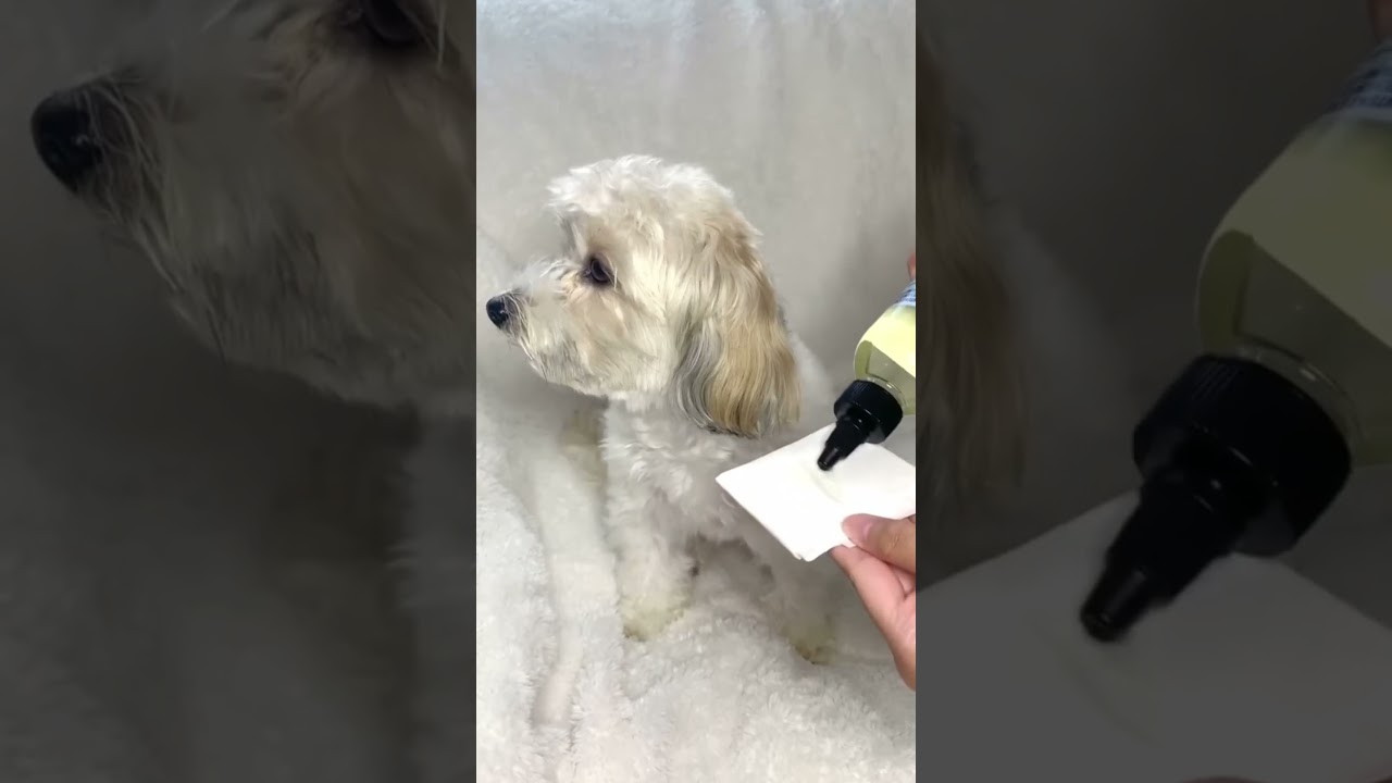 Dog Natural Pet Cologne |  Best Pet Gadgets And Hacks Every Pet Owner Should Know