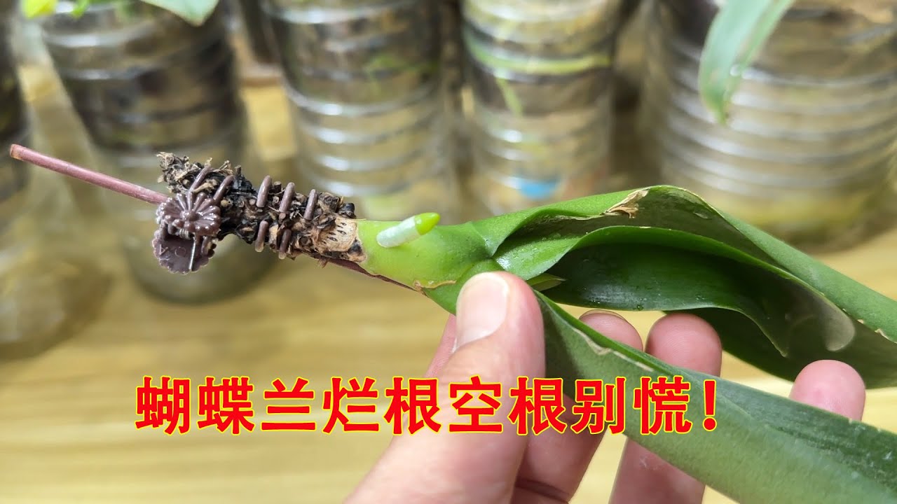 夏季蝴蝶兰烂根空根了咋办？１条视频教你救回来！（阿涛养花256期）