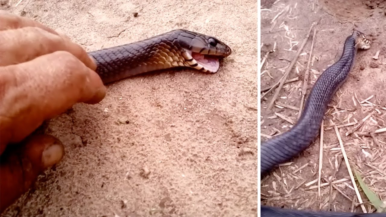 Bizarre Moment Snake Appears To Play Dead