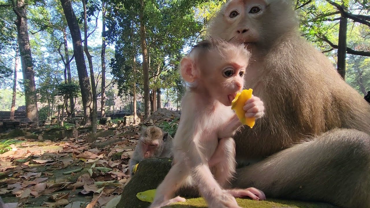 Does adorable baby monkey Rina like mango? 🤣🥭🍼