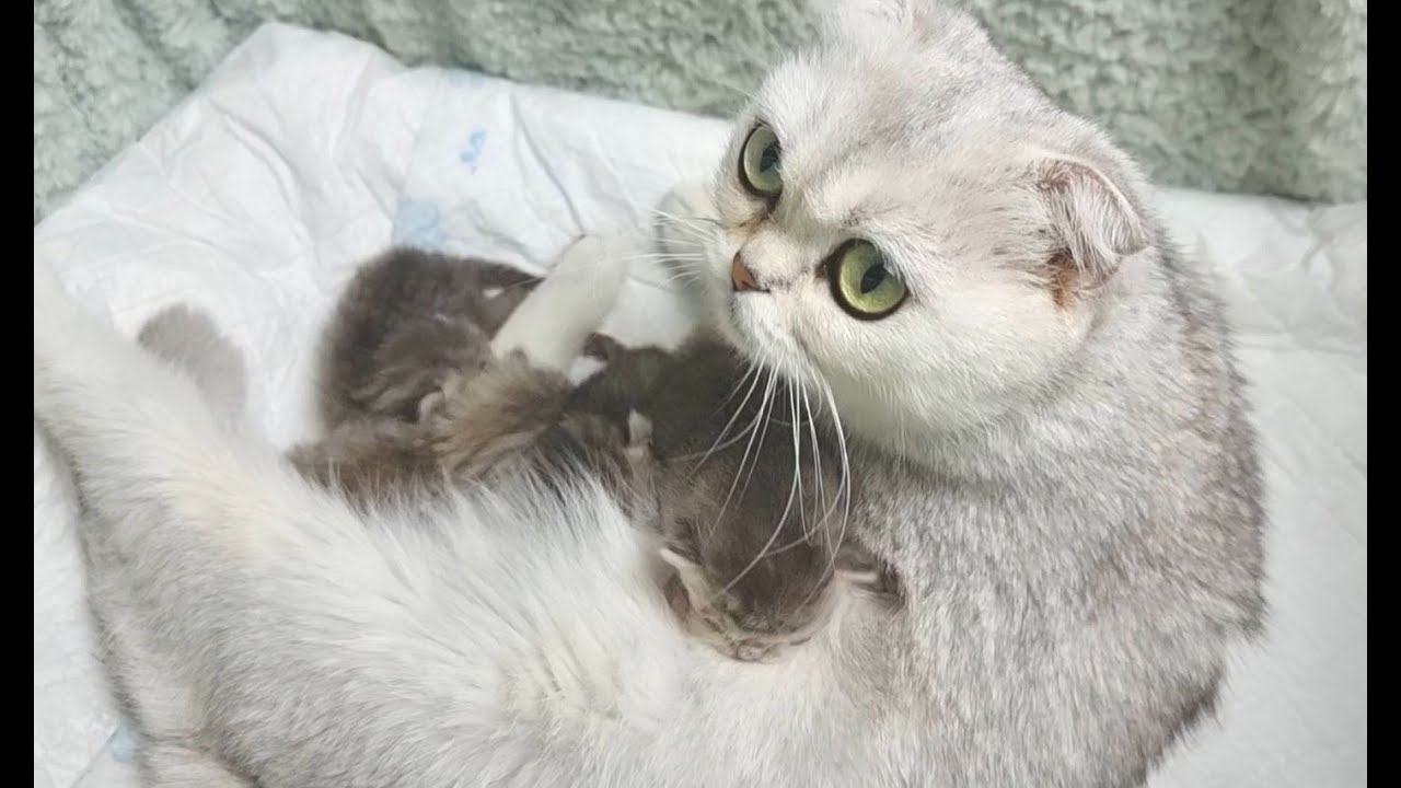 Мама кошка ругает хозяйку за то, что она забрала котенка и лечит глаза
