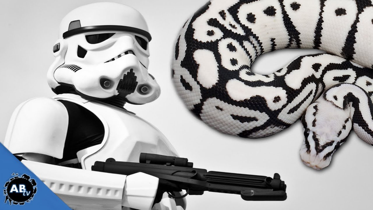 Insane Star Wars Snake! EP.425 : SnakeBytesTV : AnimalBytesTV