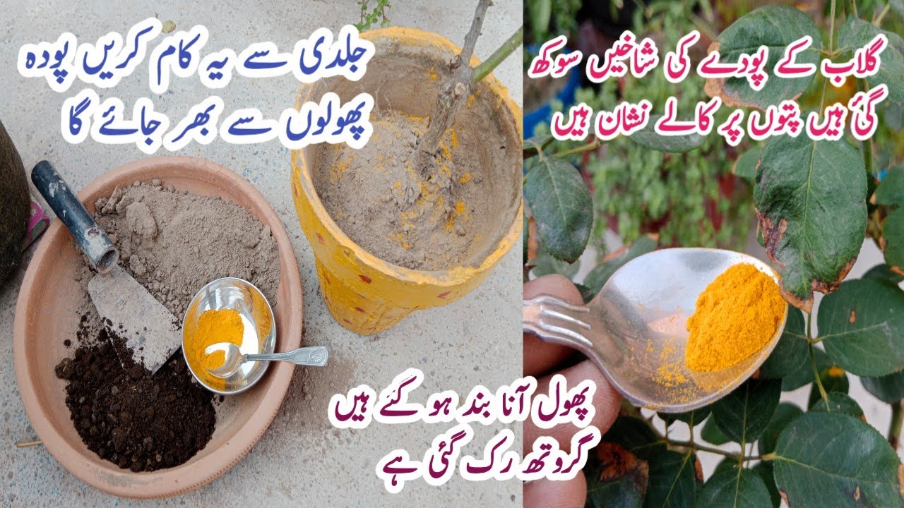 گلاب کے پودے پر زیادہ پھول لانے کے لیے یہ کام لازمی کریں | Red rose plant care and fertilizer
