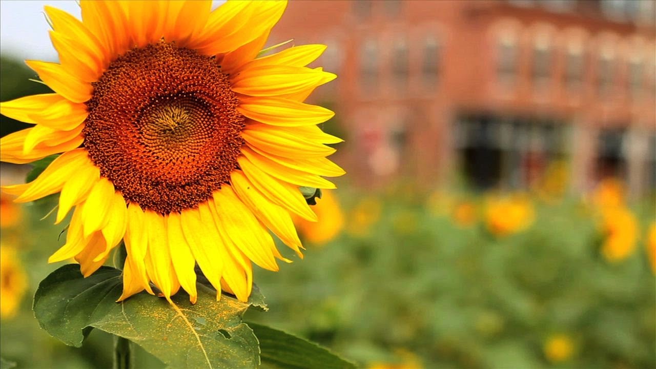 Sustainable Land Lab update -- Sunflower + Project
