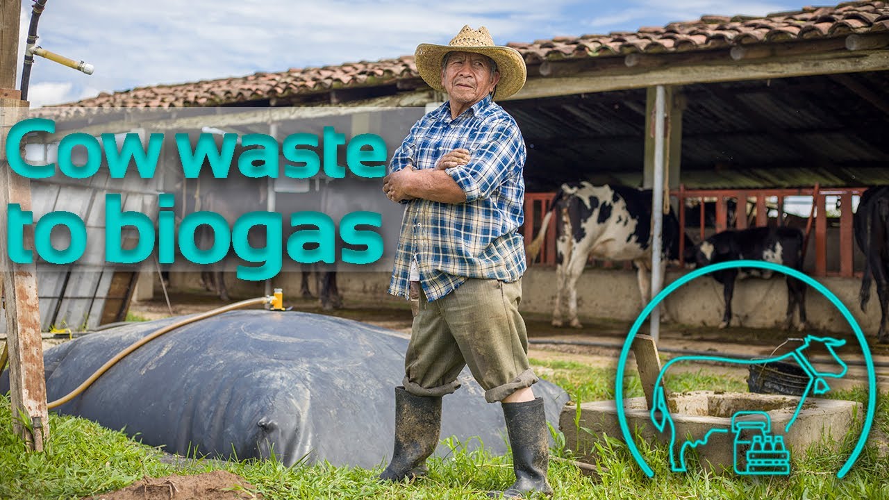 Turning dairy cows' waste into biogas | Sistema.bio digesters