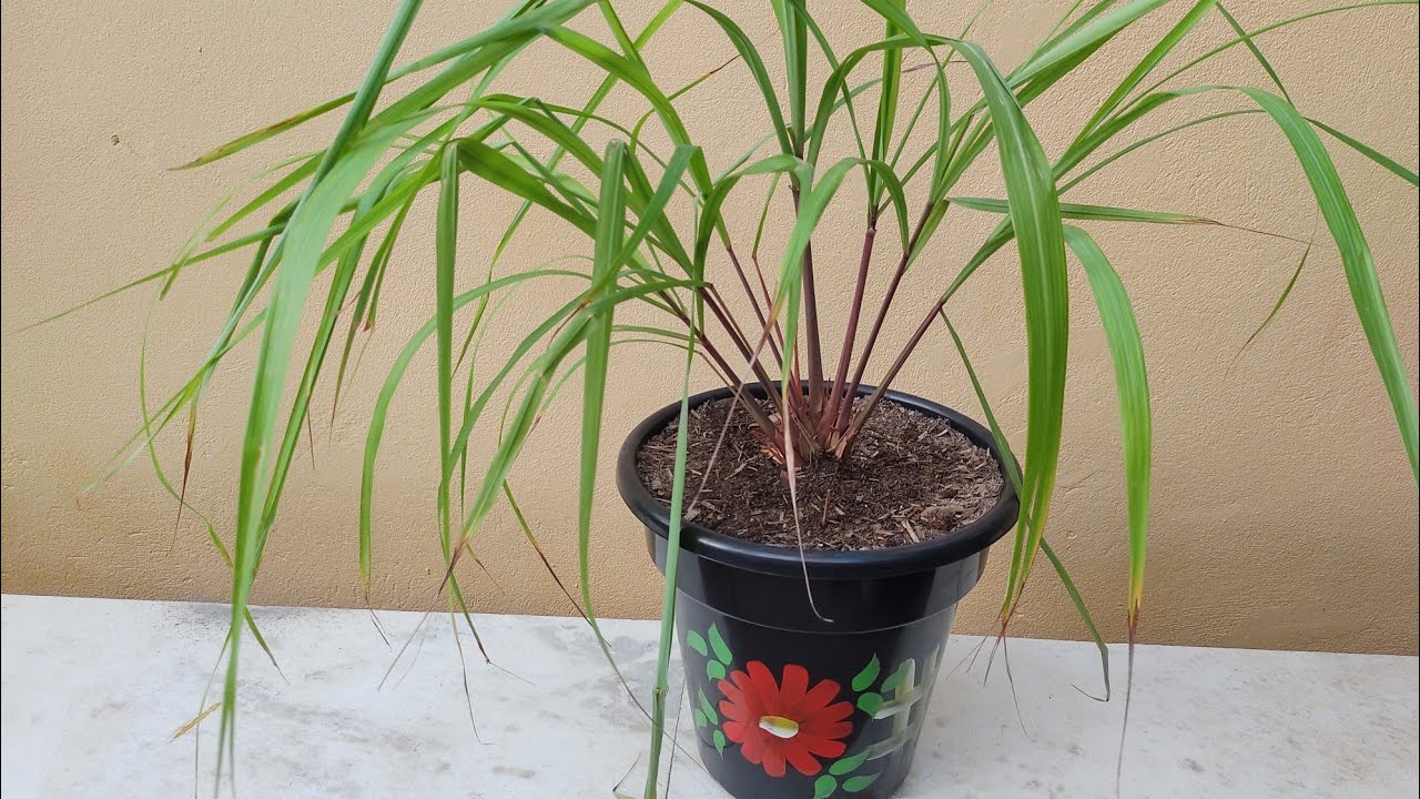 Citronela: como plantar cuidar e fazer mudas