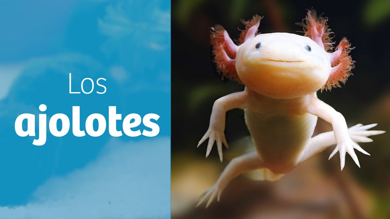Los ajolotes