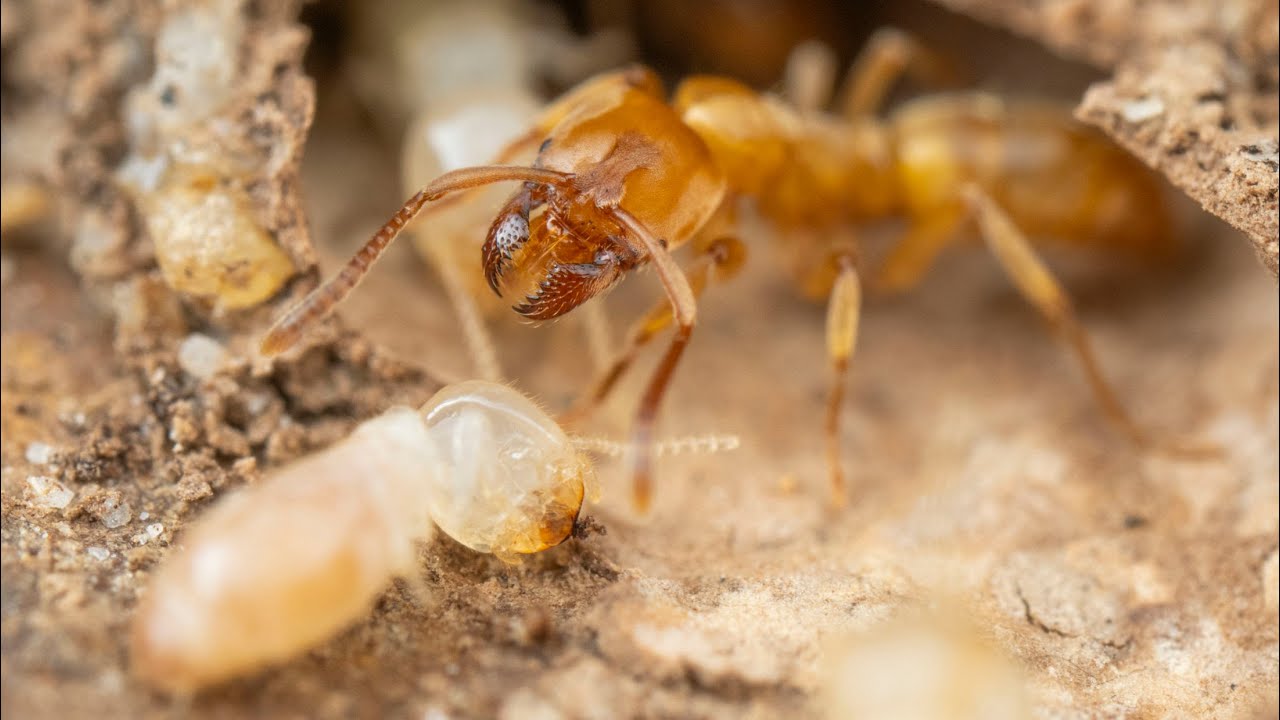 Termite Hunting Ants Raid Termite Nest