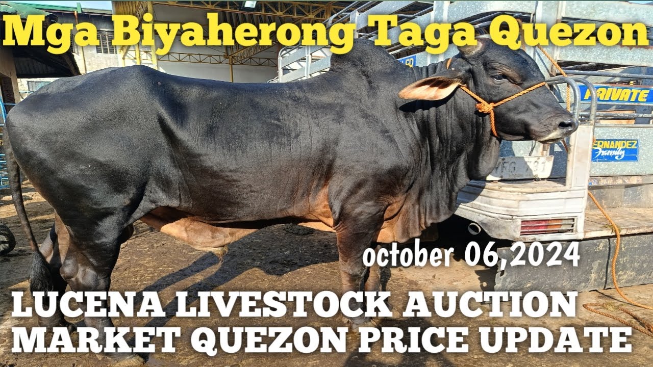 Lucena Livestock Auction Market Quezon Price Update..