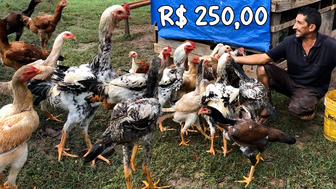 GALO INDIO GIGANTE COM 1,10mt - R$ 250,00 O FRANGO com 8 MESES DE VIDA