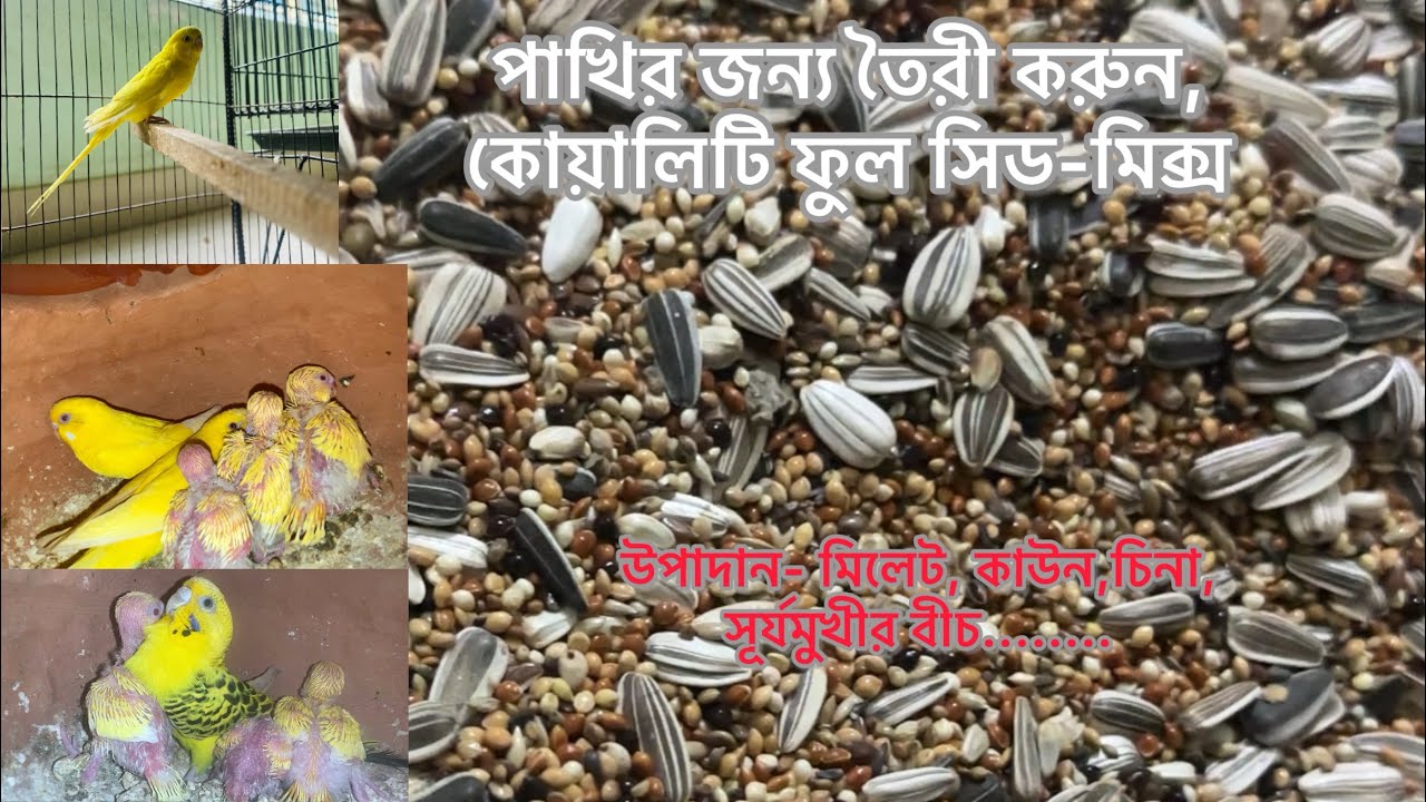 পাখির জন্য তৈরী করুন কোয়ালিটি ফুল সীড মিক্স,,,,,,,,,,,,,,,,, Premium Quality Full Seed Mix ,,,,,,