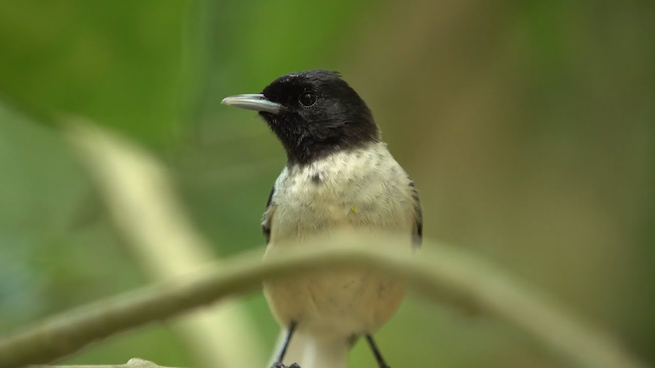 Life-changing encounter with rare bird | Close Encounters | BBC Earth
