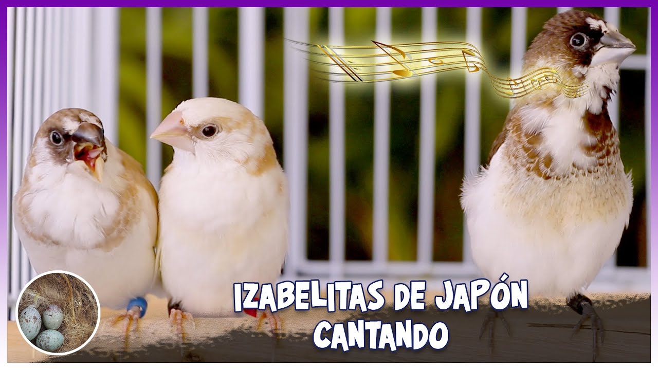 Isabelitas de japón cantando (society finch singing) 🦜
