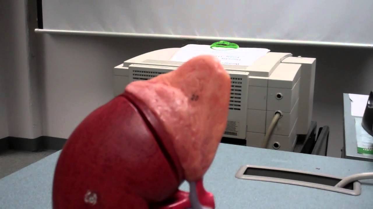 Adrenal Gland Model