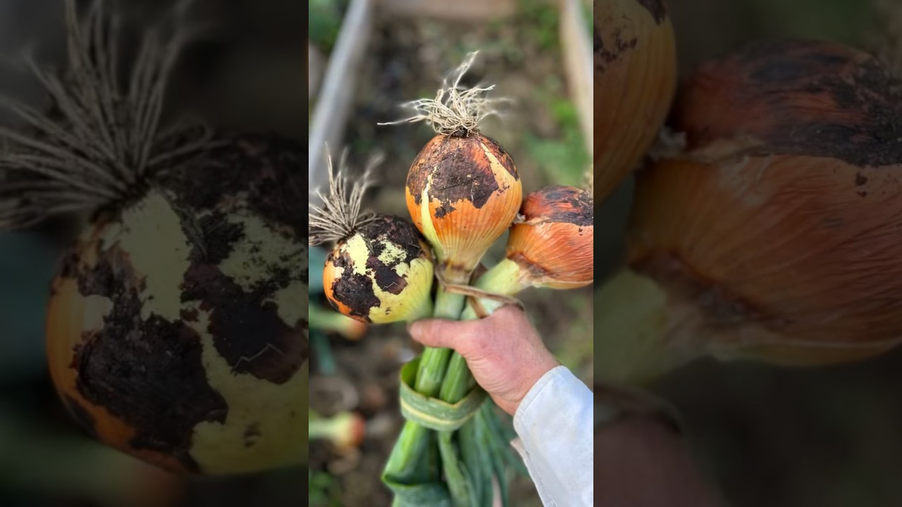 I&rsquo;ll Never Grow Onions Any Other Way!! - Ultimate Easy And Effective #garden #growyourownfood
