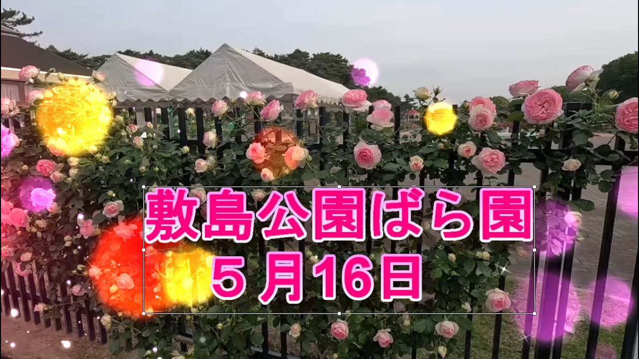 敷島公園ばら園５月16日