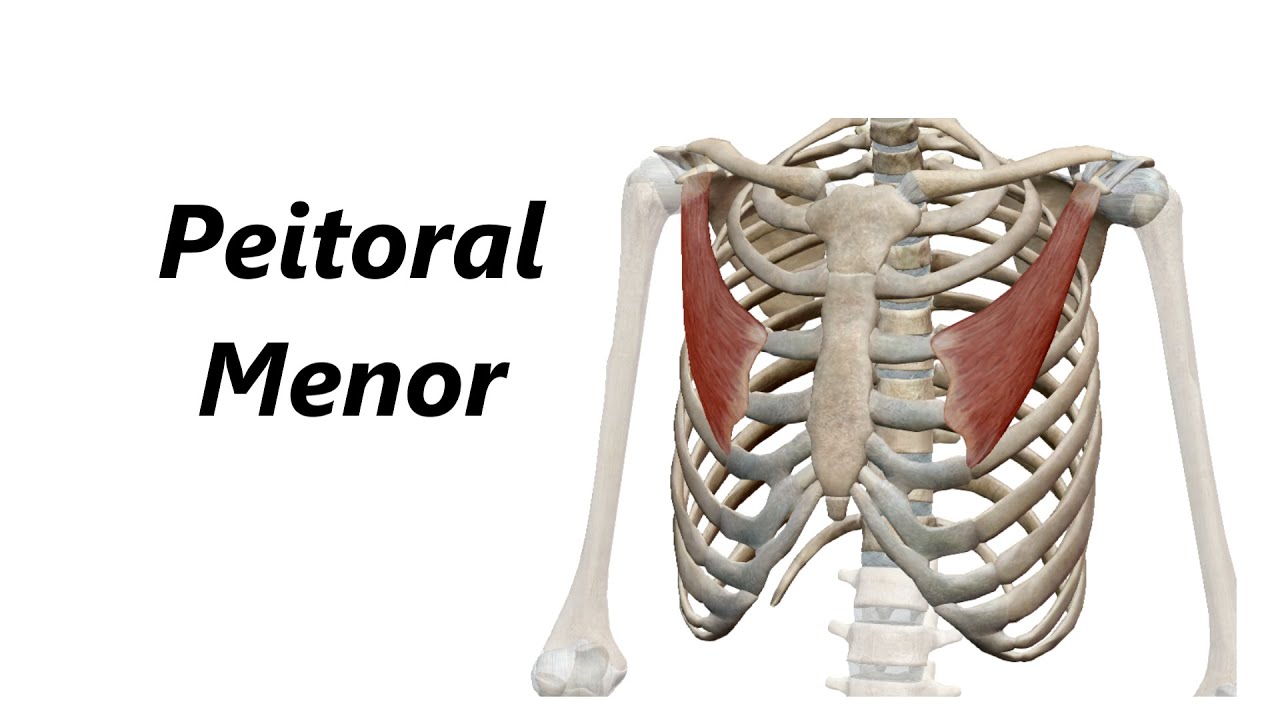 Anatomia do Peitoral Menor em 3D