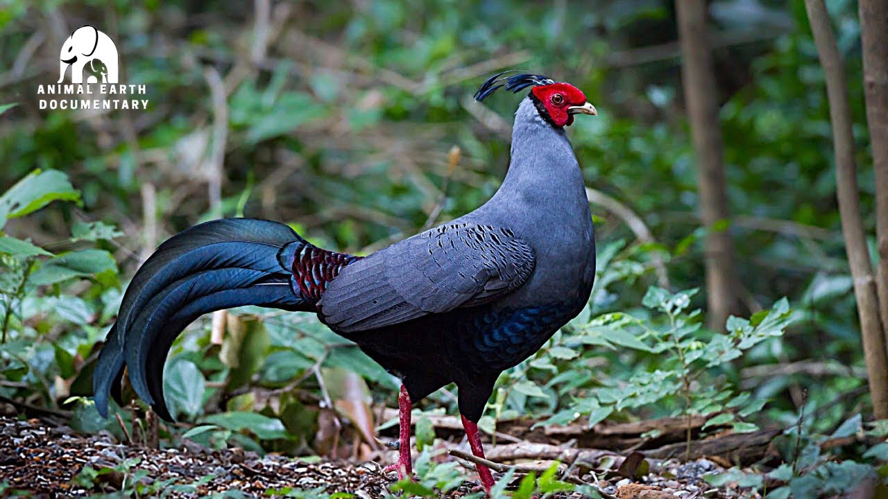 Thailand's Most Beautiful Birds | A Glimpse into Tropical Elegance