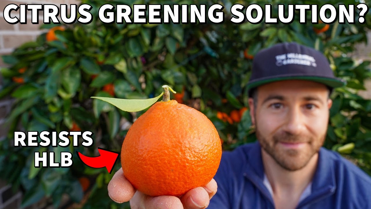 Could This New Citrus Tree Save Florida's Dying Citrus Industry?