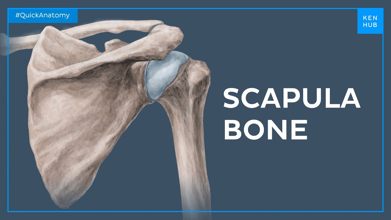 Anatomy and Function of the Scapula - Human Anatomy | Kenhub