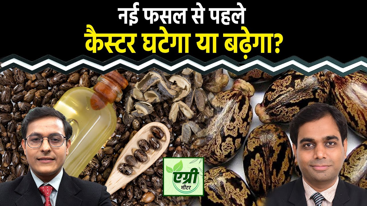 Commodity Market : NCDEX पर Castor Seeds में खरीदारी करें या बिकवाली? Trading | Agri Commodity