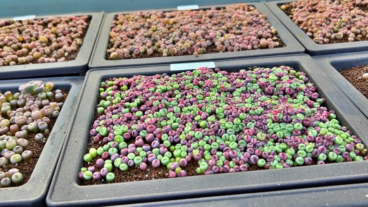 How to grow lithops from seeds l 리톱스 파종