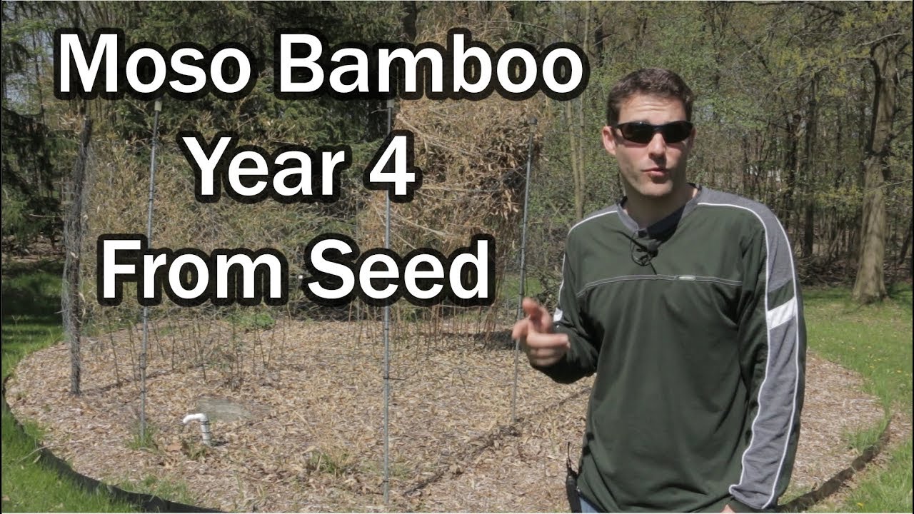 My Moso Bamboo Has Regressed in Size, Here's Why... (2019 Annual Update)