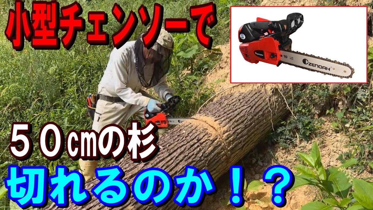 【伐採】新品の小型チェンソーで50cmの太い杉を切ってみた！  ZENOAH－GZ2700T