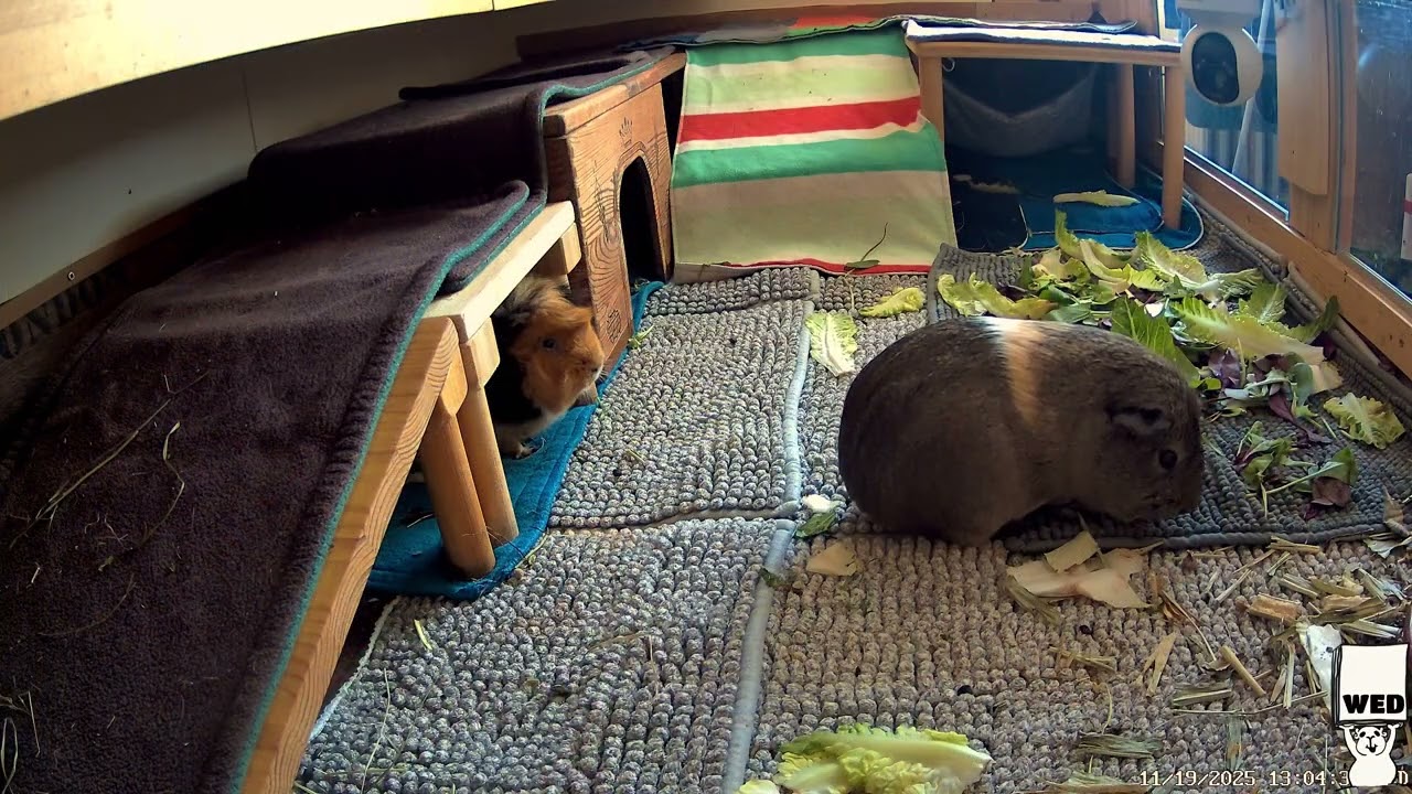 Our Guinea Pigs - Wheek 47