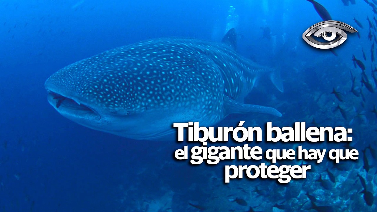 Tiburón ballena: el gigante que hay que proteger - Día a Día - Teleamazonas
