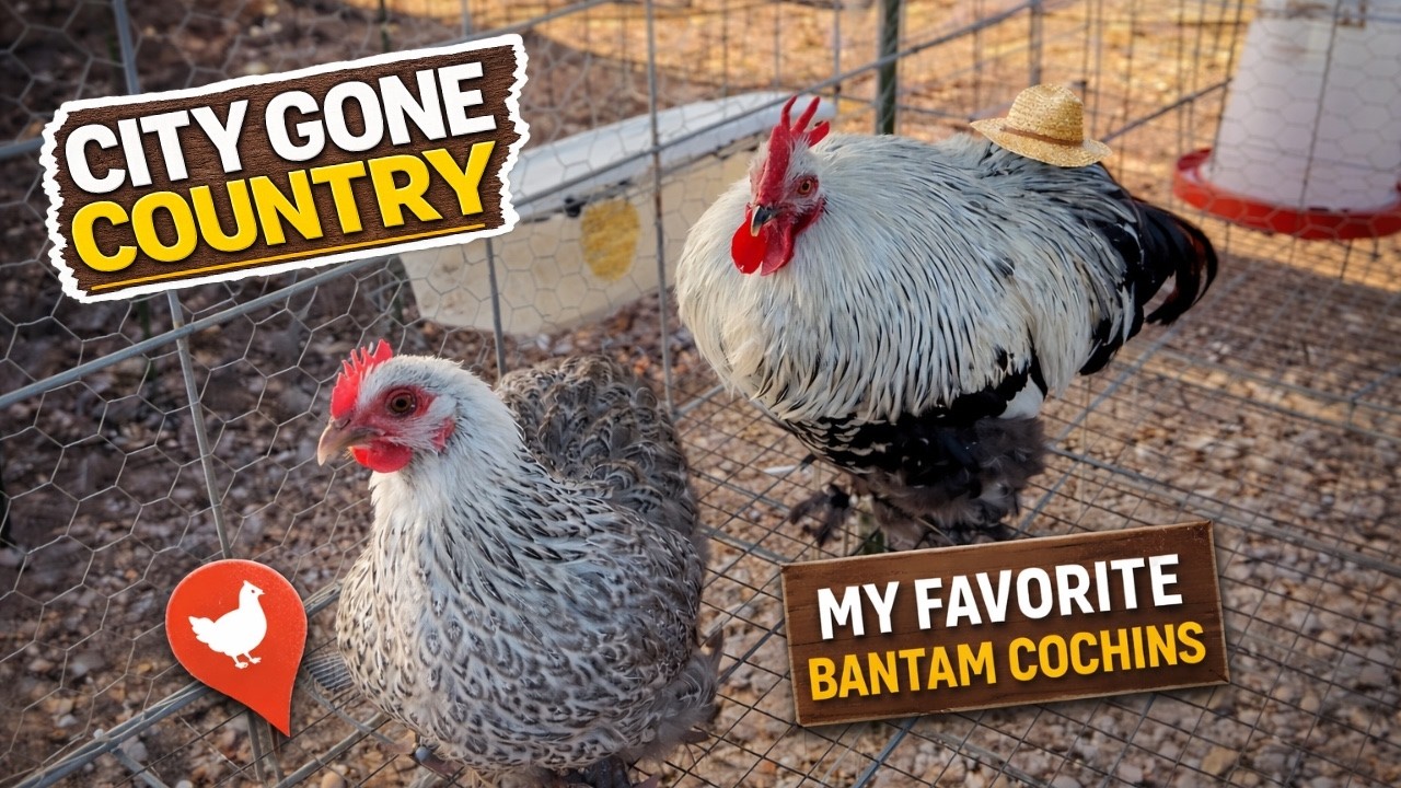 Starting My Bantam Cochin Flock | Silver Penciled & Barred Pairs