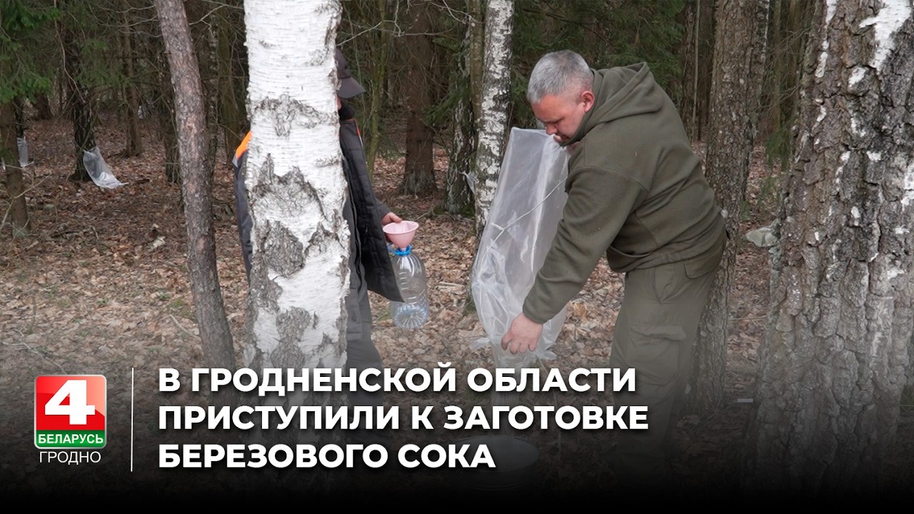 В Гродненской области приступили к заготовке березового сока