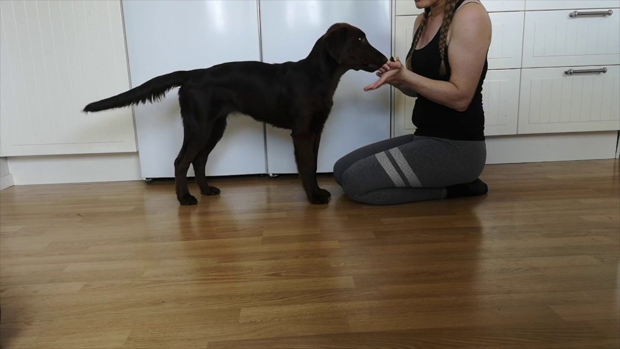 Ronja tr&auml;nar apportering del 1