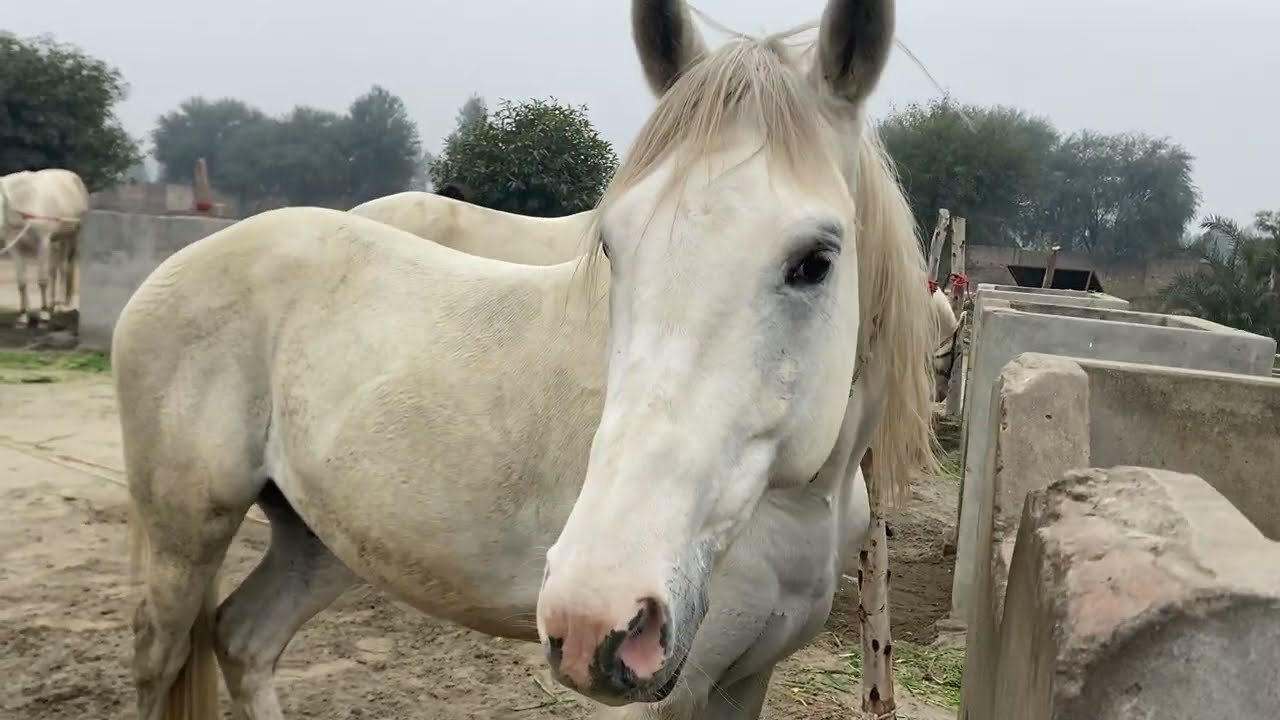 Beautiful horse power || Horse videos 🐎February 3, 2025