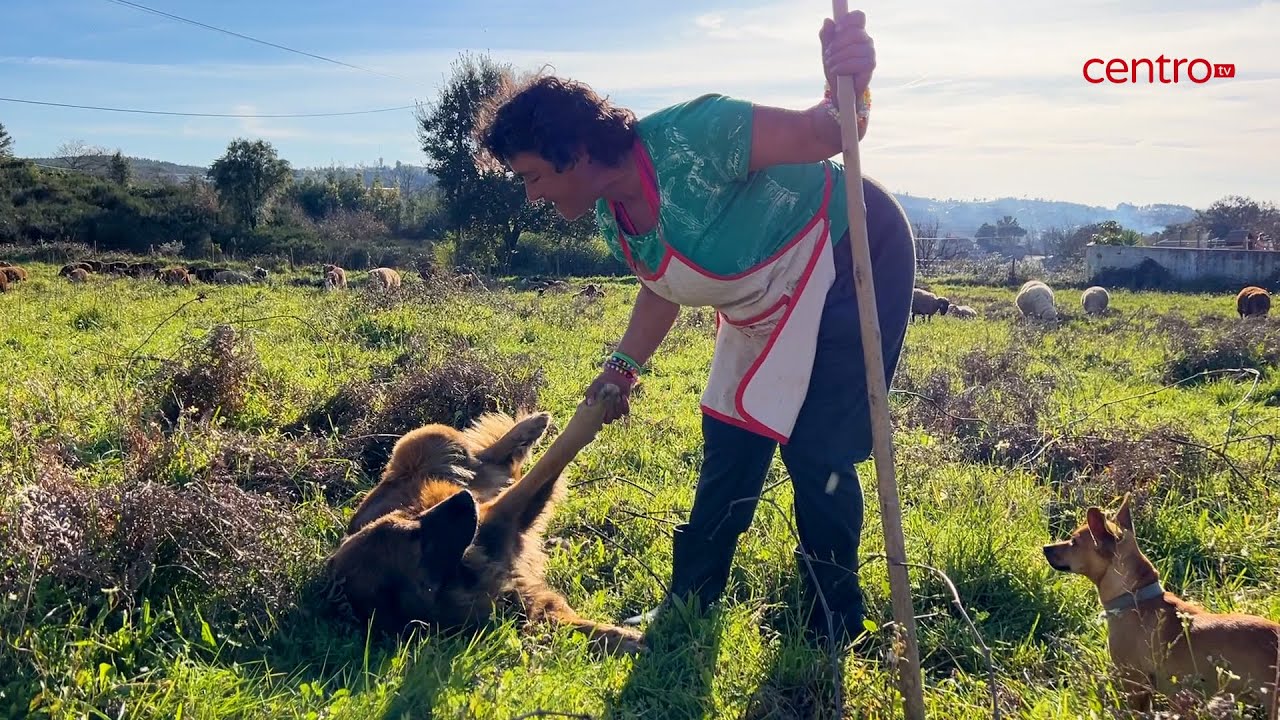Alice no país das ovelhas Serra da Estrela
