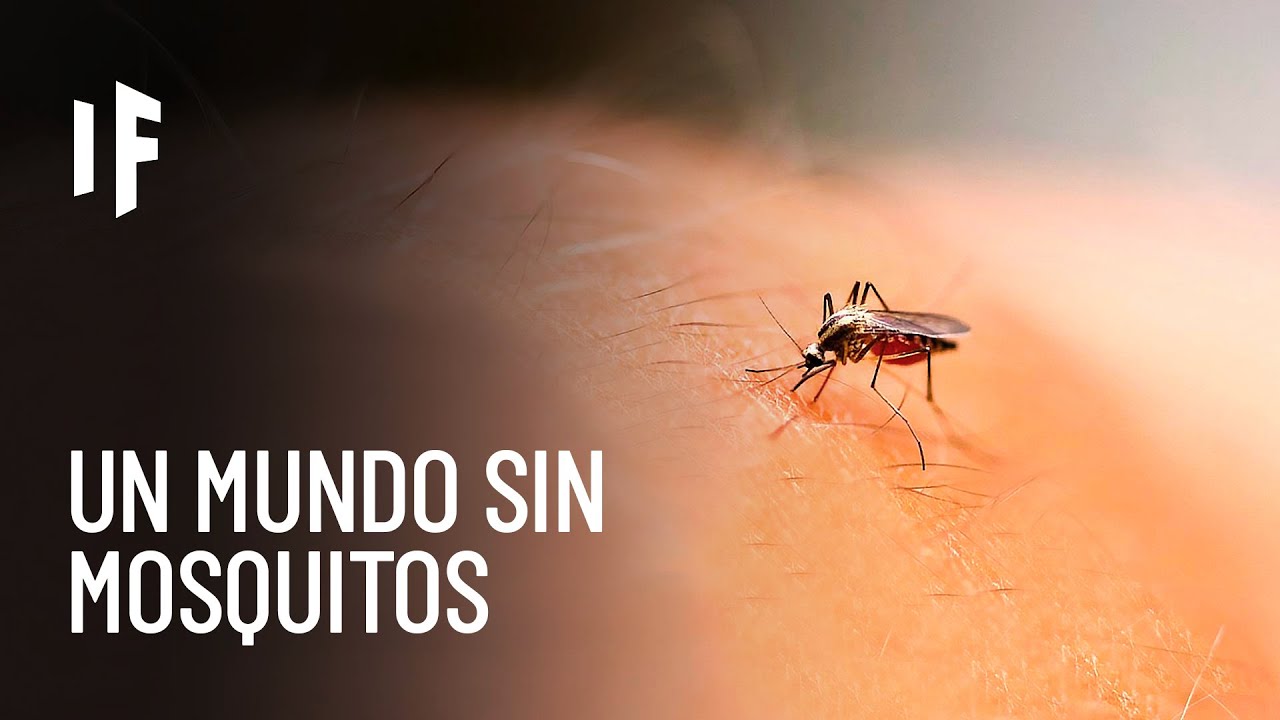 ¿Qué pasaría si matáramos a todos los mosquitos?