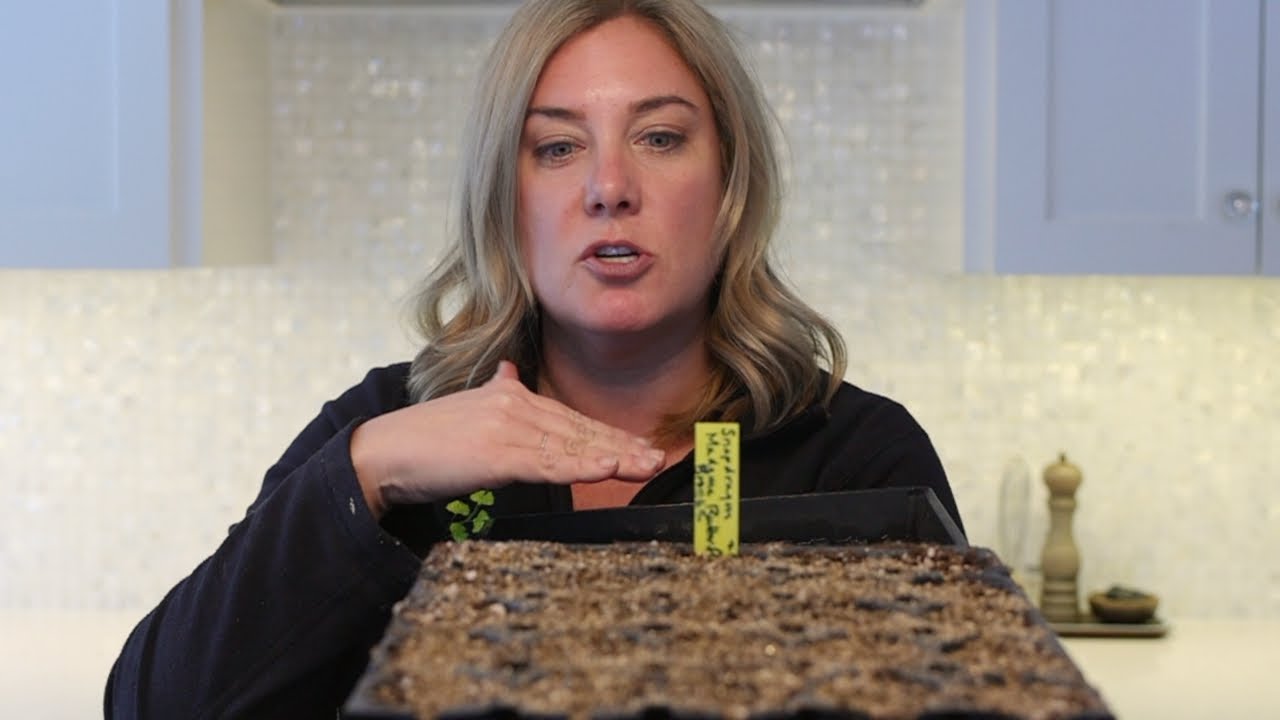 Starting seeds 3 different ways |🌱| Purple bell vine, snapdragons, verbena