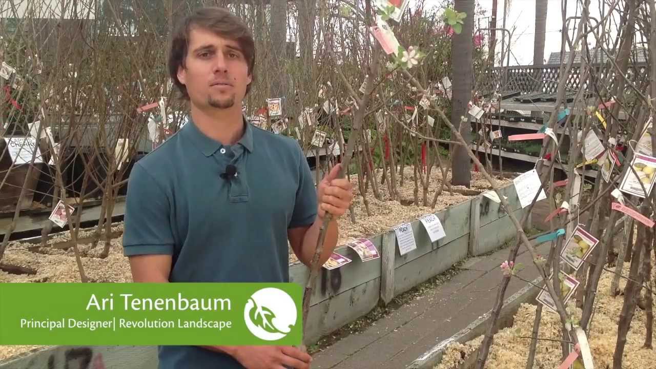 What is a rootstock and how do I choose one for a fruit tree?
