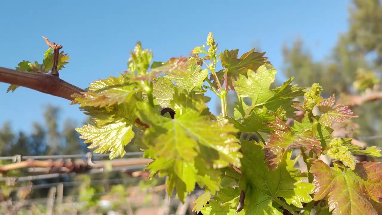 خدمة_مزارع_العنب_عند_خروج_ثلاث_ورقات  🍇🌿