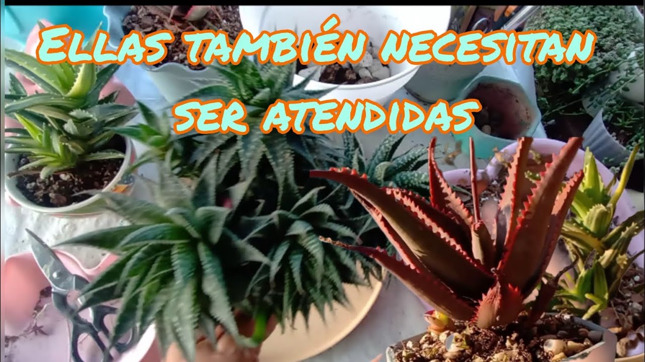 Mantenimiento a #aloe y #gaster aloes