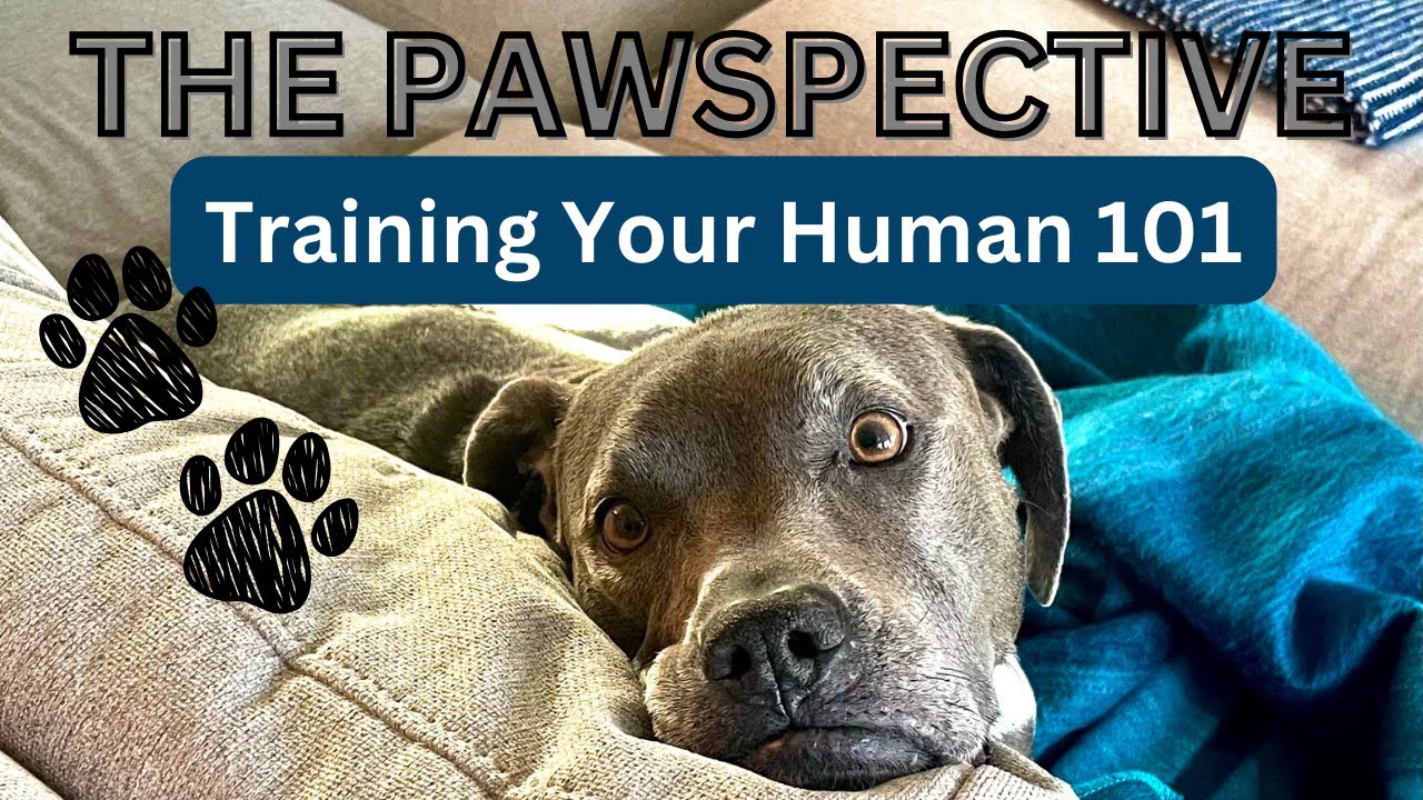 The Pawspective: Dog Adventures & Training your Human 101