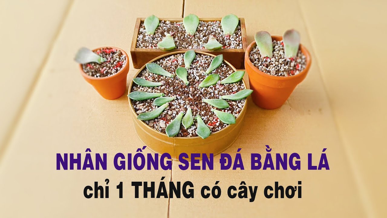 Bí Kíp Nhân Giống Sen Đá Bằng Lá – Đẹp & Chuẩn Nhất