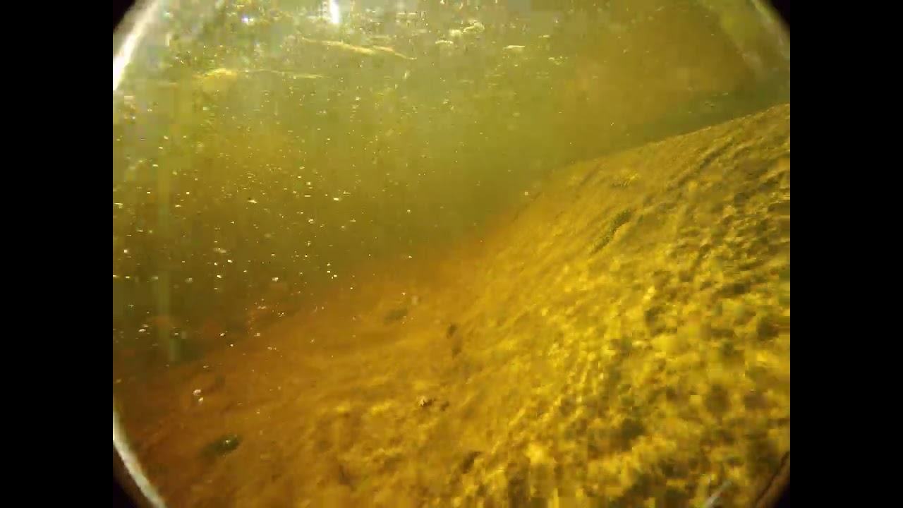 Brook Trout, Atlantic Salmon Smolt (?), Underwater GoPro Footage, Pt. 2