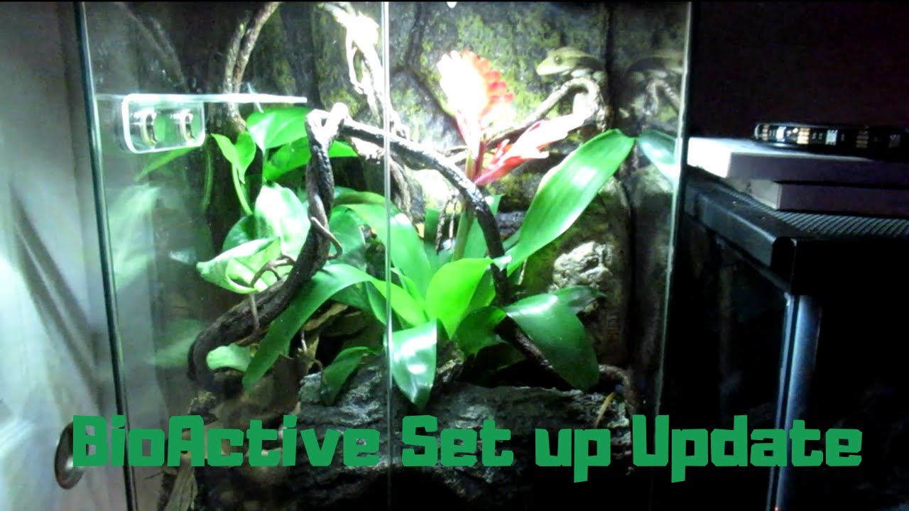 BioActive Enclosure 2 week Update