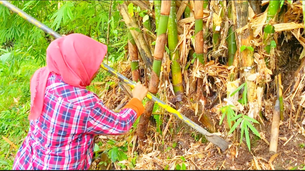 DUA JAM YG MEMBAHAGIAKAN DI KEBON …MENCARI REBUNG DAN BIKIN  RUJAK KEPUNDUNG⁉️🌿