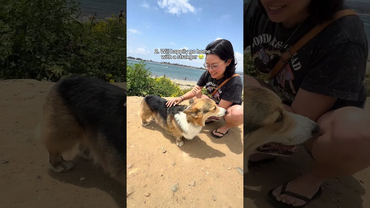 Things only corgi owners would understand