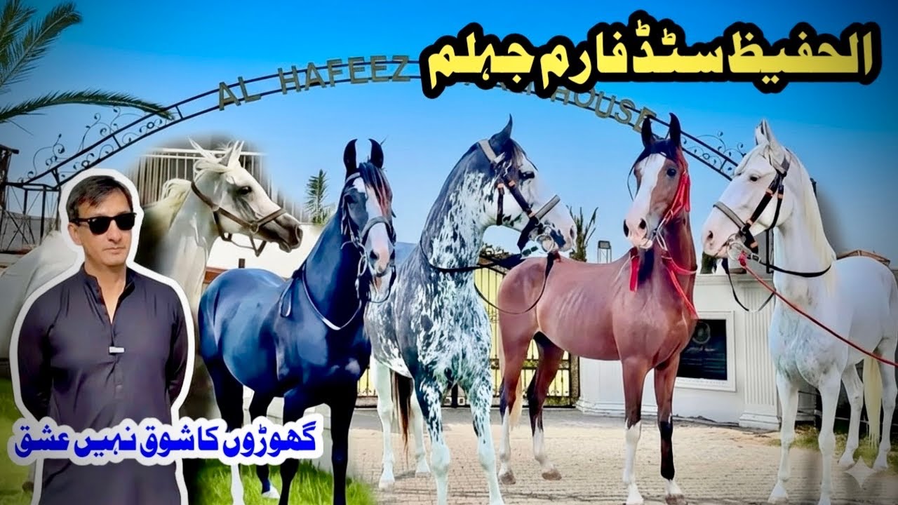 Al Hafeez Stud Farms Jehlum | Top Desi Breed Horses | Premium Horse Collection 2025