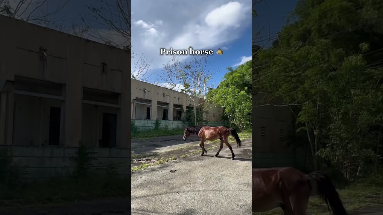 Animals I&rsquo;ve found while exploring abandoned buildings 🐶