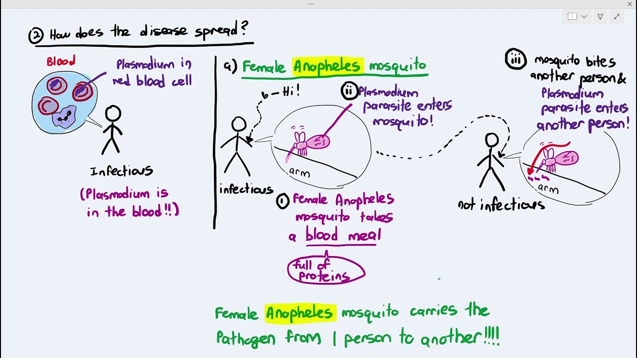 10-3 Malaria (Cambridge AS A Level Biology, 9700)