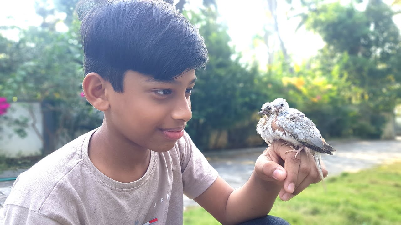 എല്ലാവർക്കും ഞങ്ങളുടെ ഹൃദയം നിറഞ്ഞ പുതുവത്സരാശംസകൾ🌹❤️🌿hand feeding baby dove|Birds #Aviary